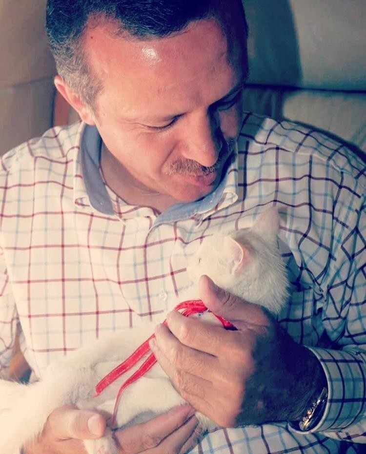 أردوغان قطة صغيرة